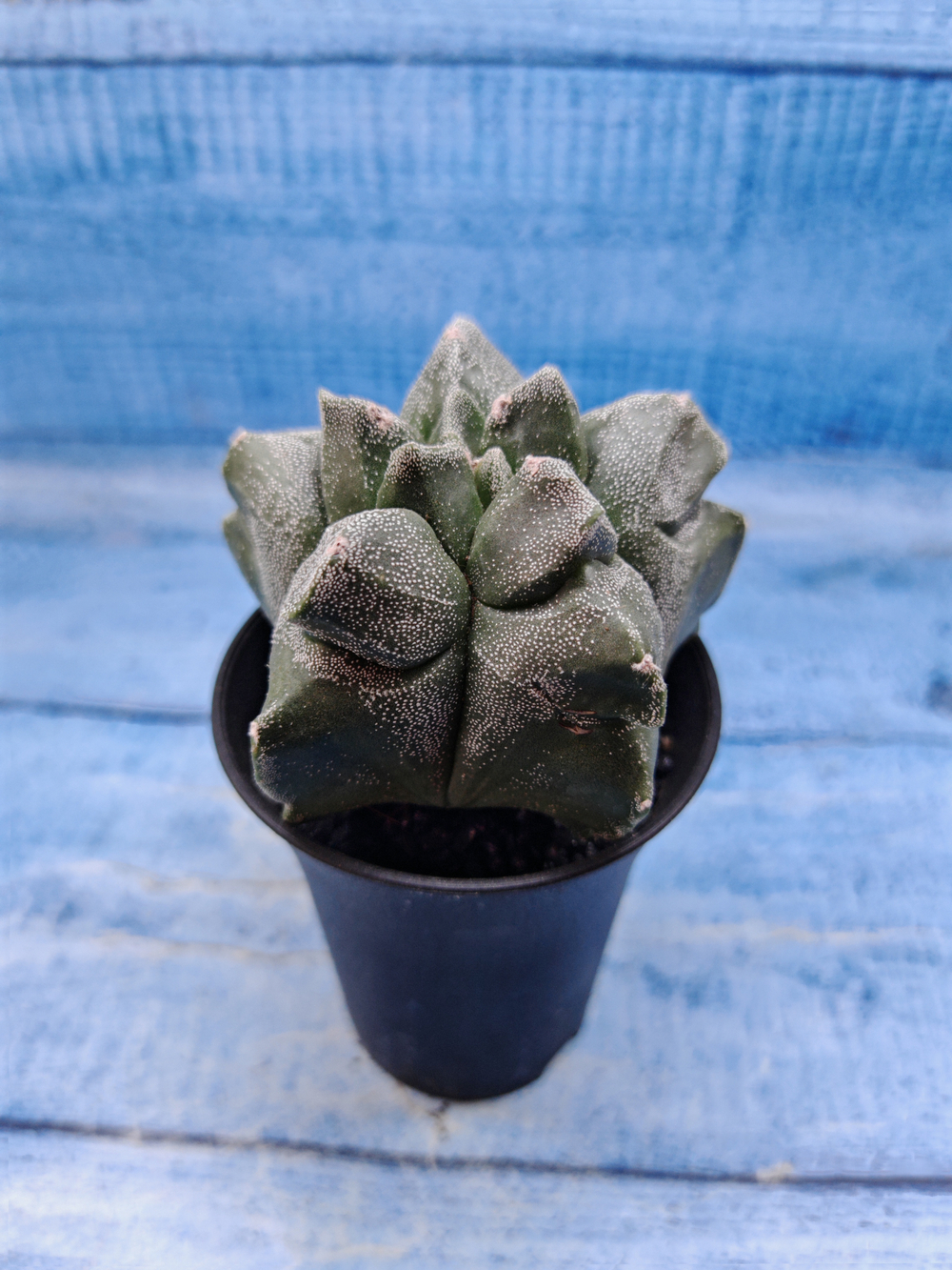 Astrophytum Myriostigma monstrosa (Астрофитум)