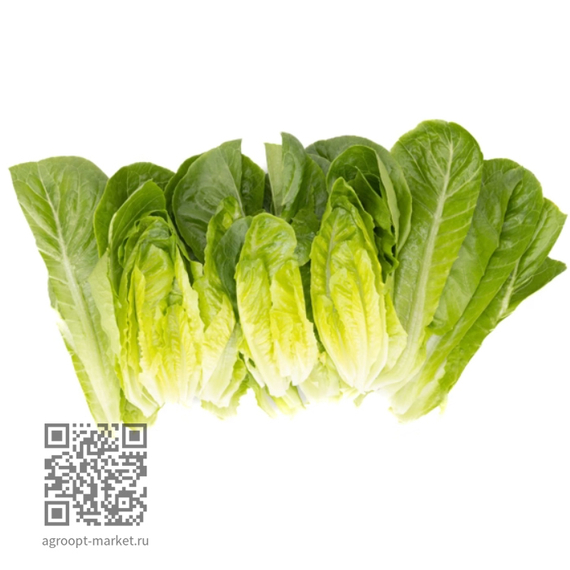 Рабелло_семена_салата_ромэн_Rijk_Zwaan_салат – фото 3
