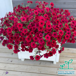 П29 Петуния ампельная Tidal Wave Red Velour