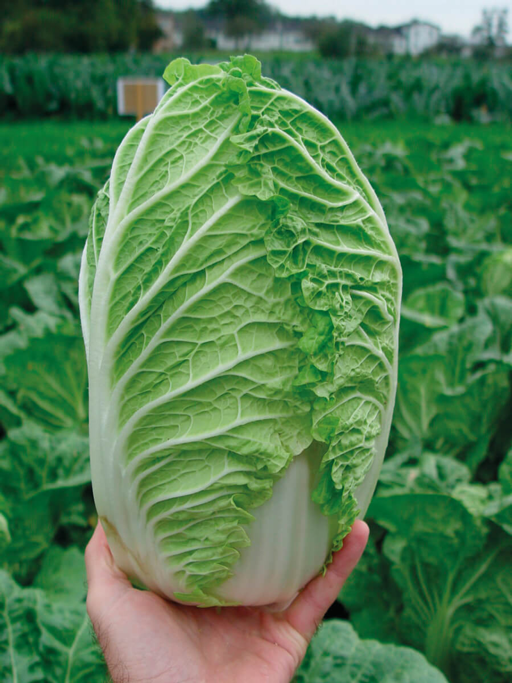 Капуста пекинская Айкидо F1