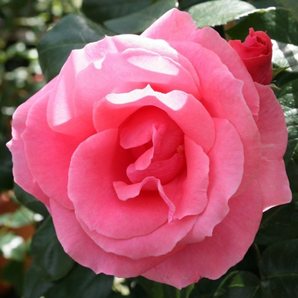 Роза плетистая Лавиния