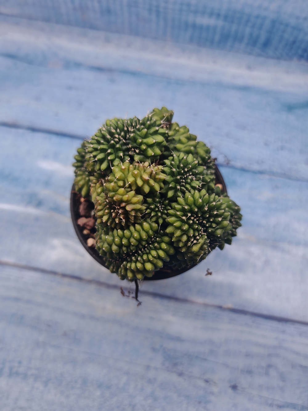 Gymnocalycium Spineless Crested form (Гимнокалициум Кристатный)