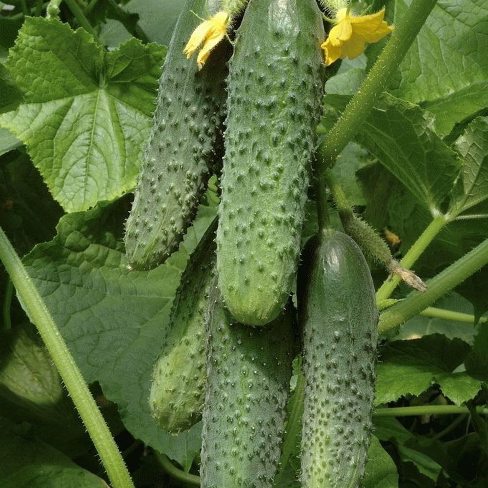 Кураж F1 семена огурца партенокарпического (Гавриш)