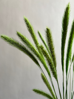 Сухоцвет зеленый