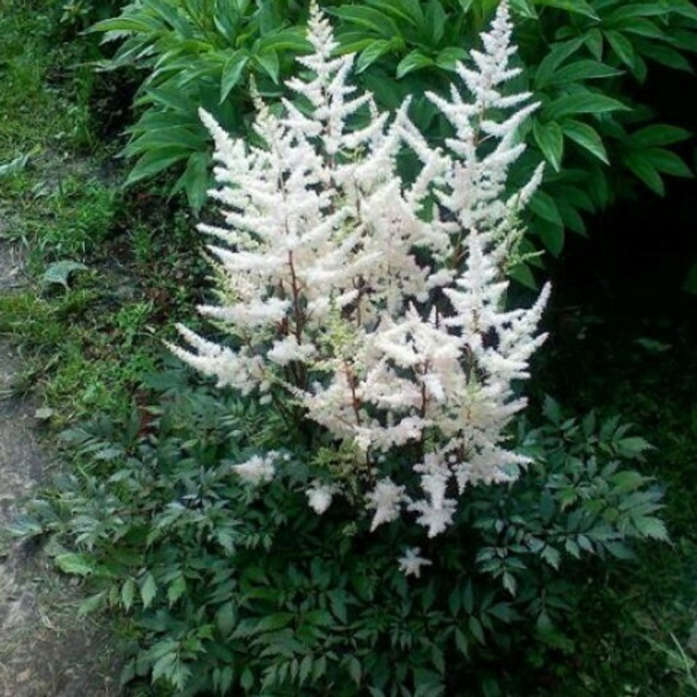 Астильба японская Ellie