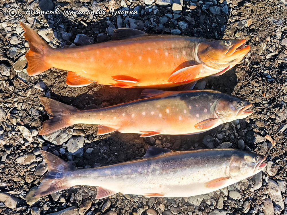 Озеро Майниц - жемчужина Чукотки (август - сентябрь)