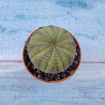 Euphoria Obesa (Эуфорбия)