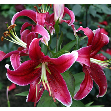 Лилия Кисспруф