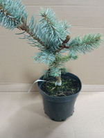 Ель колючая (голубая) Хупси С2 20-25