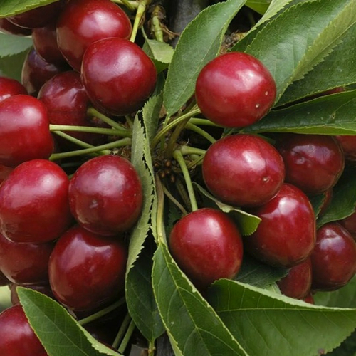 Малютка (Колоновидная)