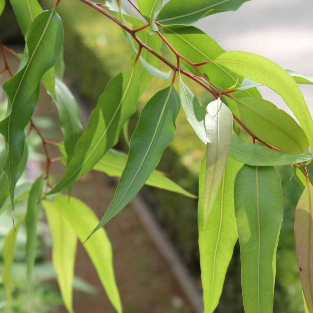 Эвкалипт (лист) 500гр.