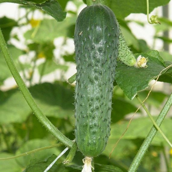 МАРИНДА F1 семена огурца партенокарпического (Seminis) купить