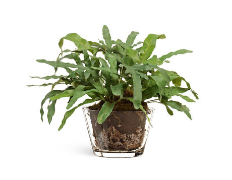 "Rabbit Foot" в стеклянной вазе с мхом, корнями, землёй