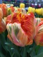 Тюльпан Попугайный Пэррот Кинг