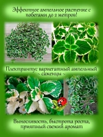 Плектрантус Вариегатный ампельный