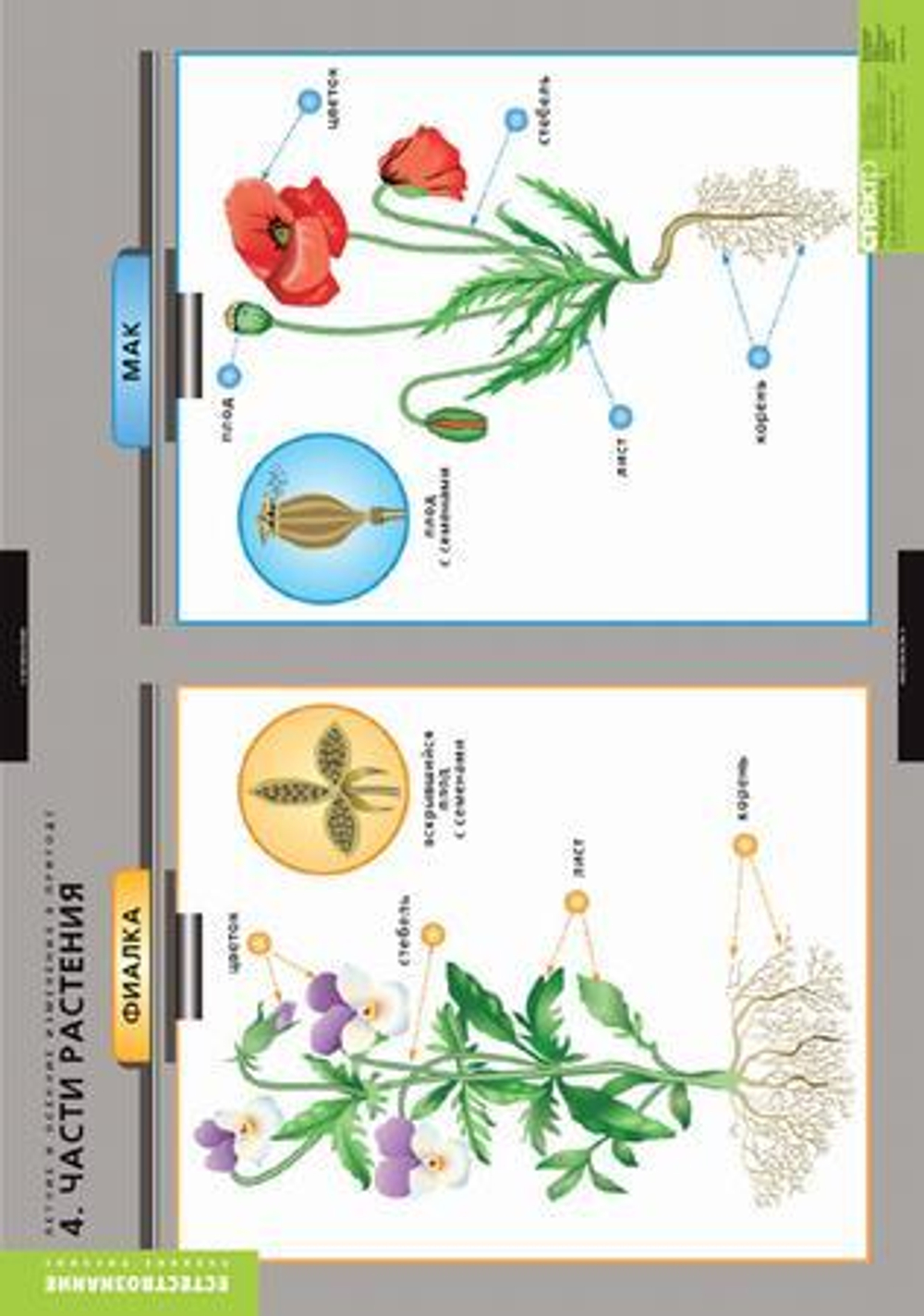 Комплект таблиц "Окружающий мир. Летние и осенние изменения в природе"; 13 таблиц + 32 карт.