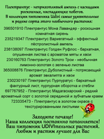 Плектрантус Вариегатный ампельный