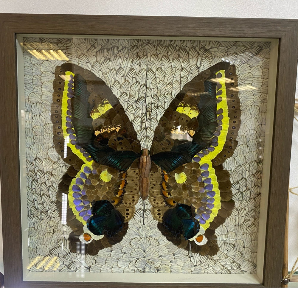 Сибирская бабочка