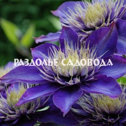 Клематис крупноцветковый Мульти Блю