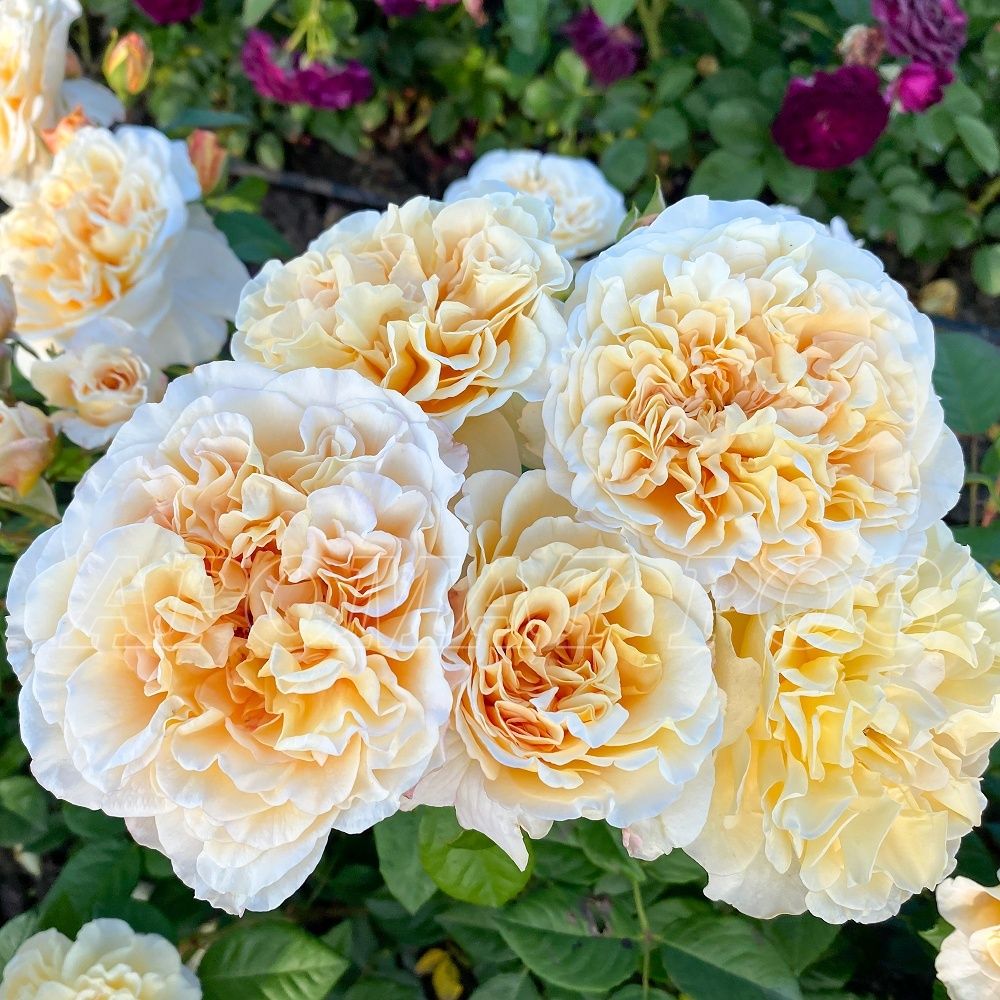 Мисс Файн (Miss Fine)