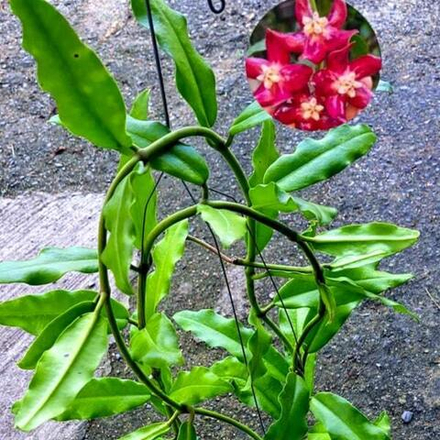 Хойя IMPERIALIS RED