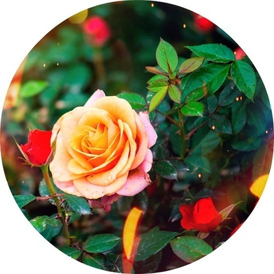 Вебинар-Интенсив 
"Эмоциональная Алхимия". Часть 12