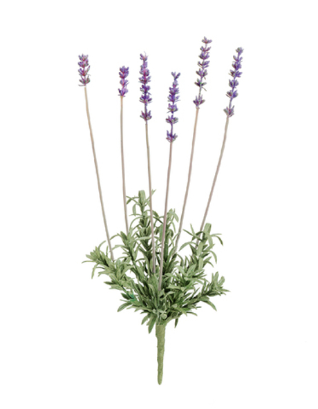 Лаванда куст 25 см