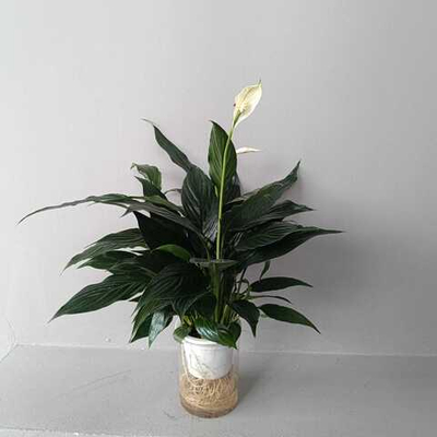 Спатифиллум Блэк на гидропонике