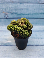 Gymnocalycium Spineless Crested form (Гимнокалициум Кристатный)