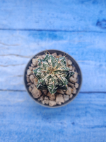 Astrophytum Myriostigma Fukuryu (Астрофитум)