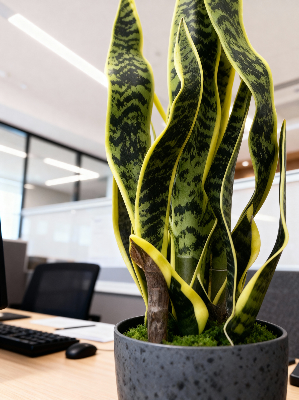 Щучий хвост зеленый в кашпо