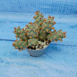 Tephrocactus Molinensis Red Glochids (Тефрокактус)