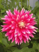 Георгин декоративный Дарк Хорс