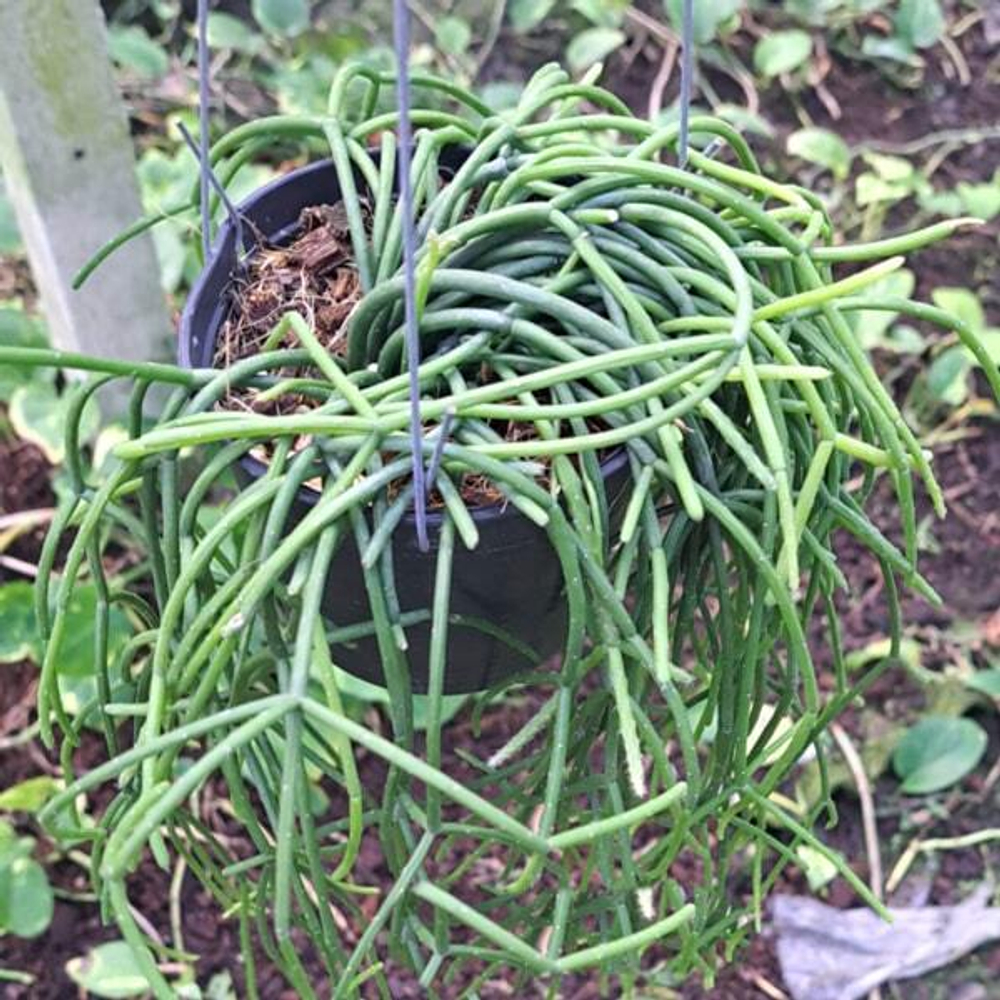 Рипсалис FLOCCOSA