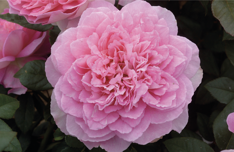 Борнео Одере (Borneo Odore)