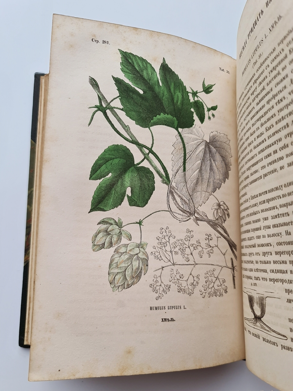 "Ботанические беседы". Б.Ауэрсвальд, Э.А.Россмесслер. 1860 г. - редкая книга