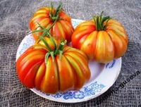 Помидоры Accordion Вi-color