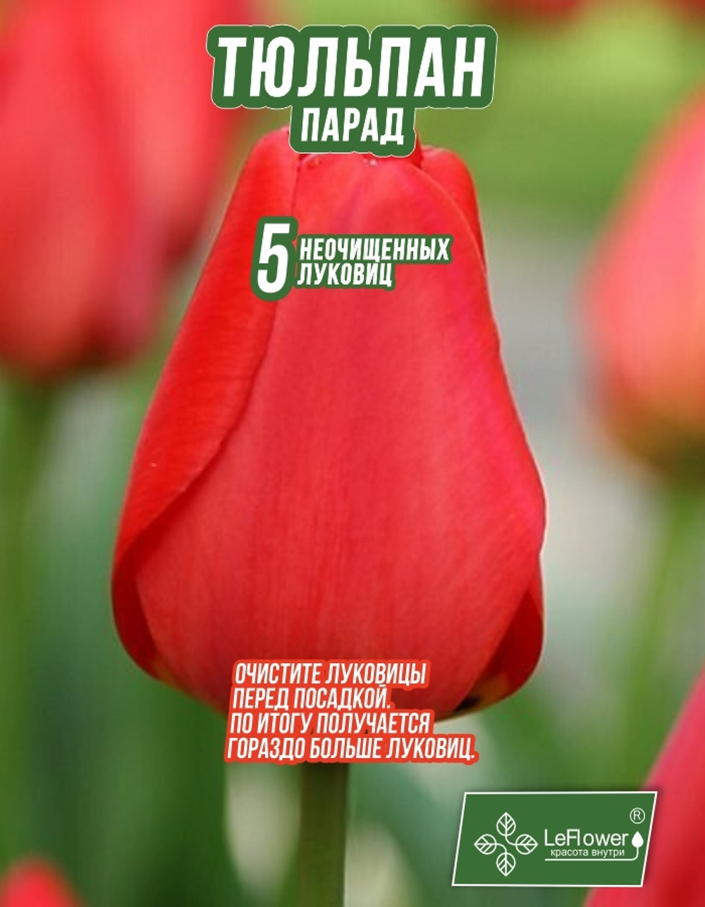 Тюльпан Луковица Парад 5 шт, разбор 11/12