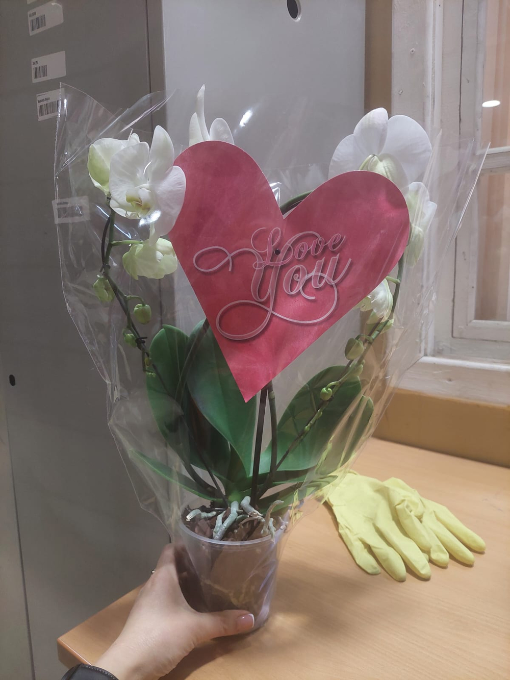 фаленопсис сердце д. 12