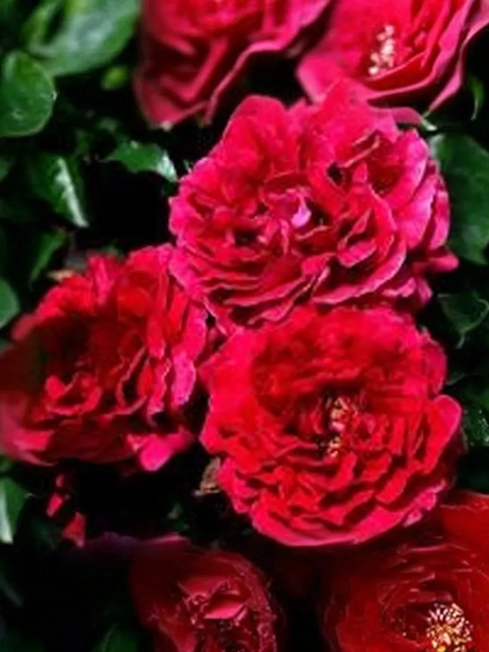 Роза шраб Фетцер Сайра Роуз