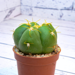 Gymnocalycium Horstii (Гимнокалициум)