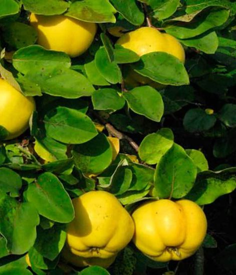 Ароматический диффузор Апельсиновая роща, Bago home