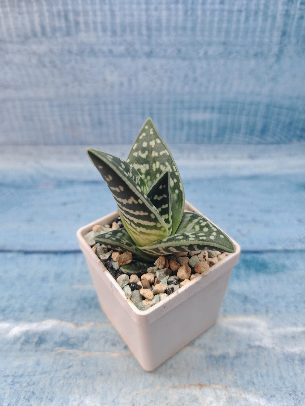 Aloe Variagata