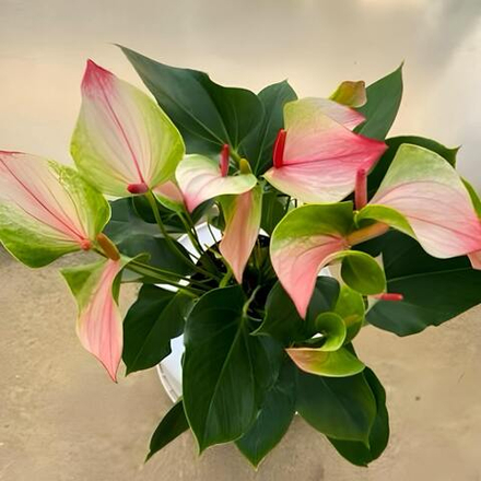 Антуриум Андрэ MISTIQUE