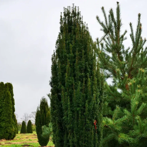 Тис ягодный "FASTIGIATA ROBUSTA"