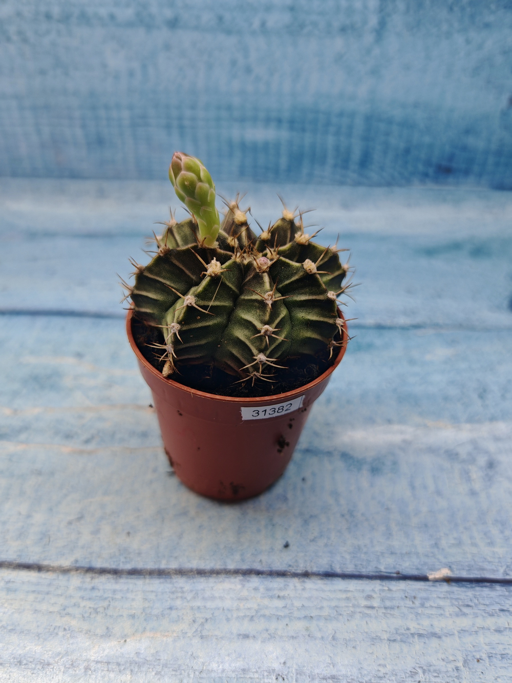 Gymnocalycium Friedrichii (Гимнокалициум)