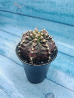 Gymnocalycium T-Rex Pink hybride (Гимнокалициум T-rex)