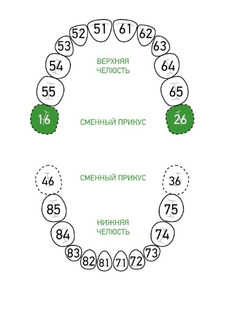 Зона применения клампа для коффердама/раббердама №Р-1 для молочных зубов KSK Dentech (Япония)