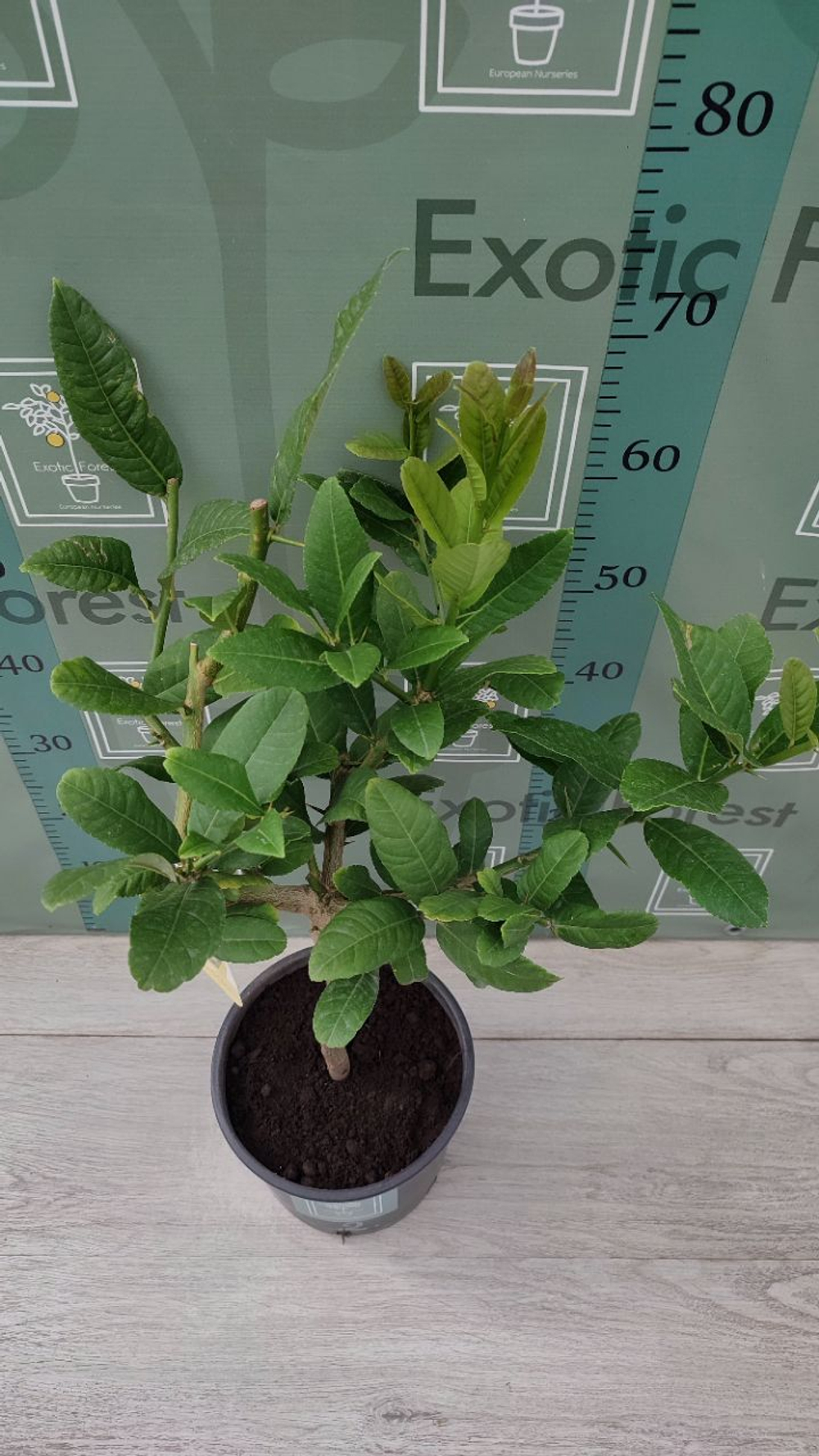 Cedro Maxima