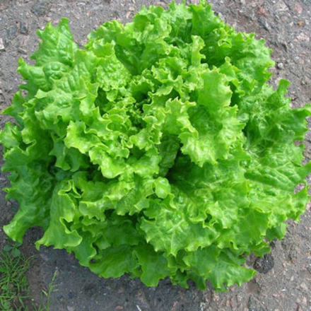 Салат Афицион